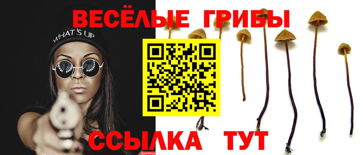 Галлюциногенные грибы Psilocybe  Губкинский 